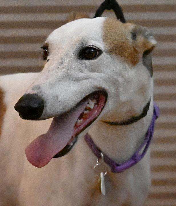Enlarge Candi, a Adoptable Greyhound in Minneapolis, MN image 3/3