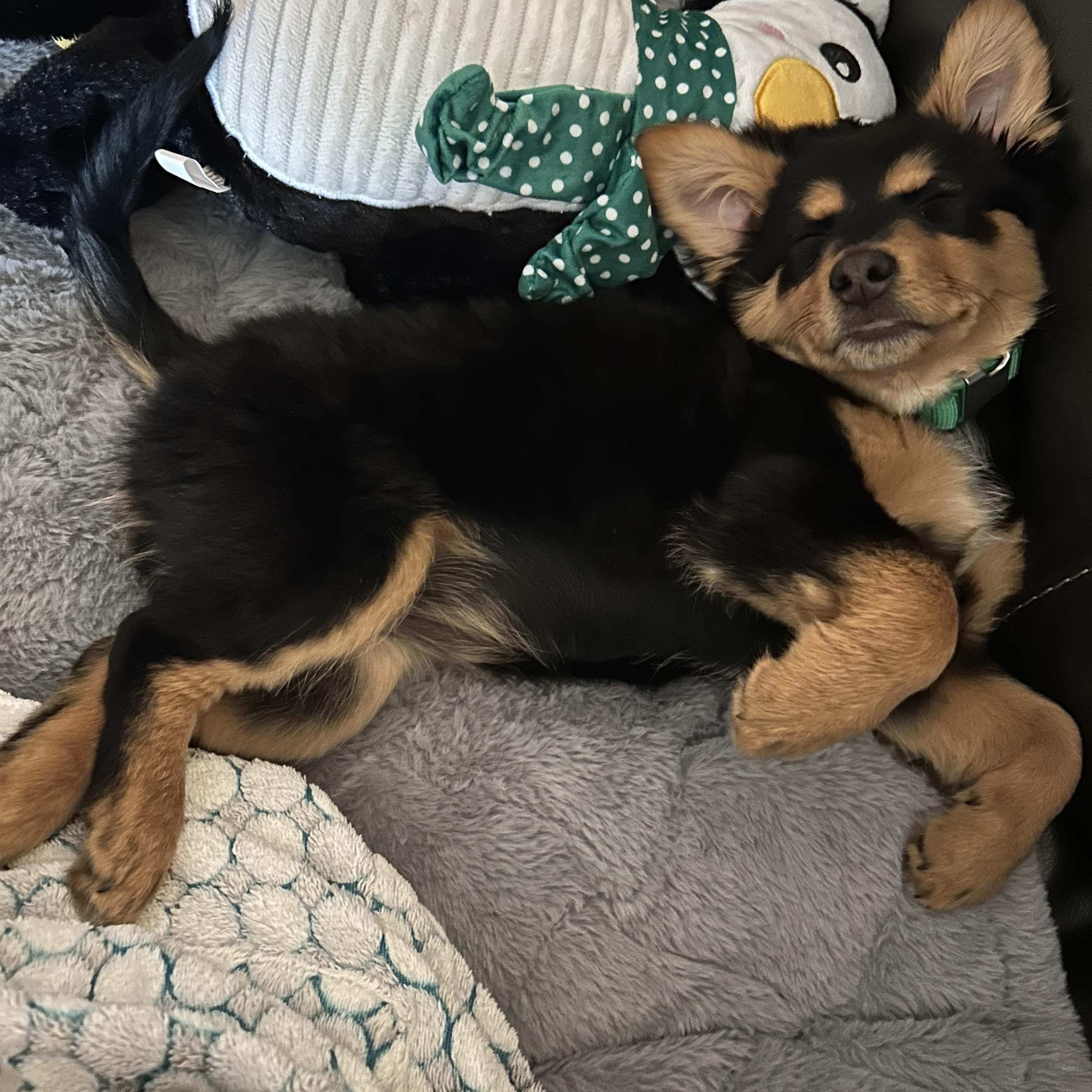 Enlarge Foxy, an adopted mixed breed in Corona Del Mar, CA image 4/4