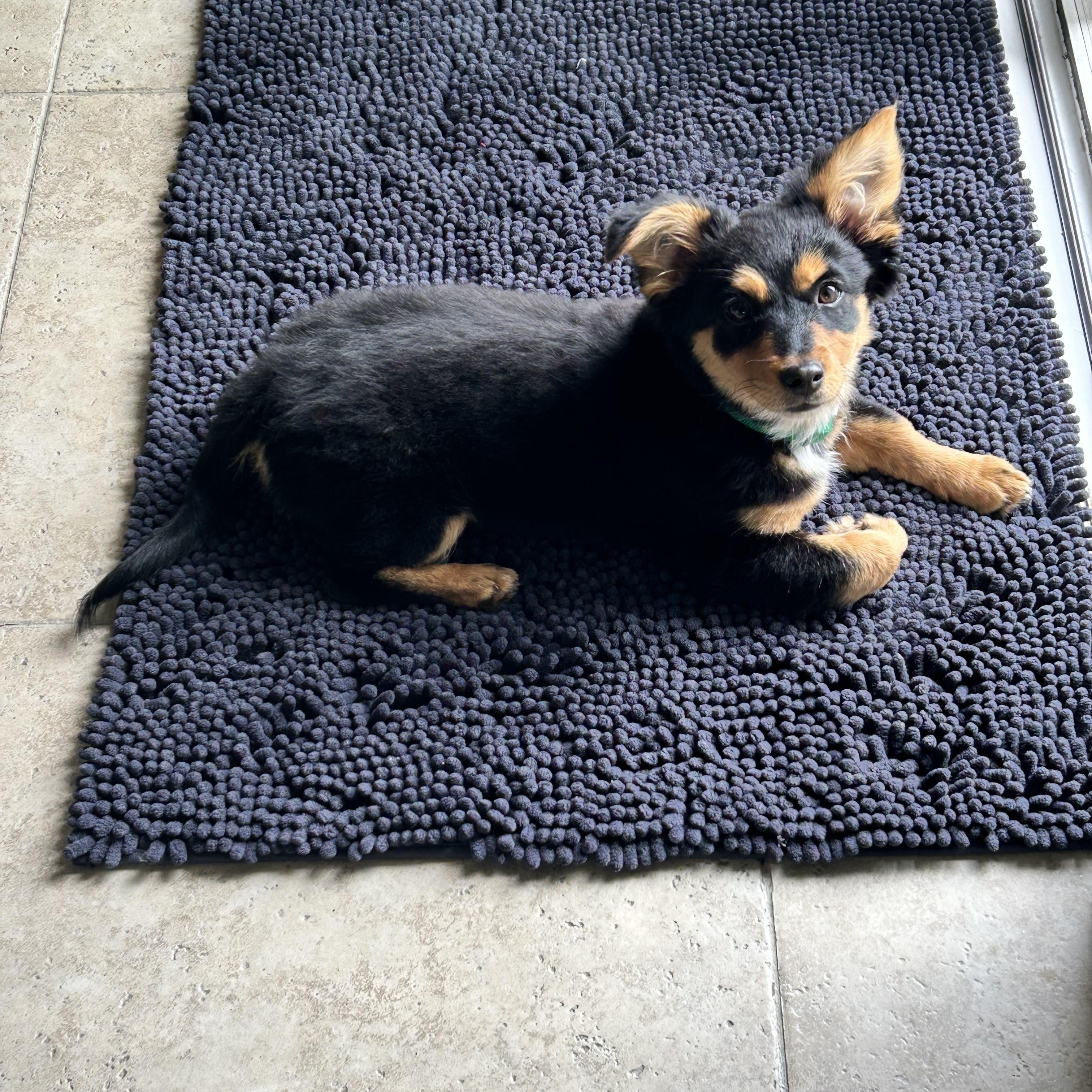 Enlarge Foxy, an adopted mixed breed in Corona Del Mar, CA image 2/4