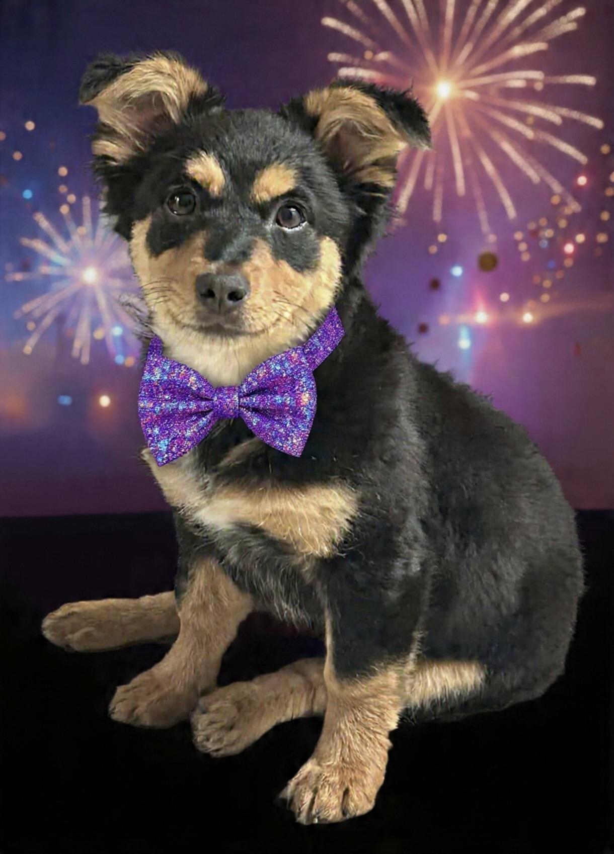 Foxy, adopted, Puppy Female Corgi & Pembroke Welsh Corgi.