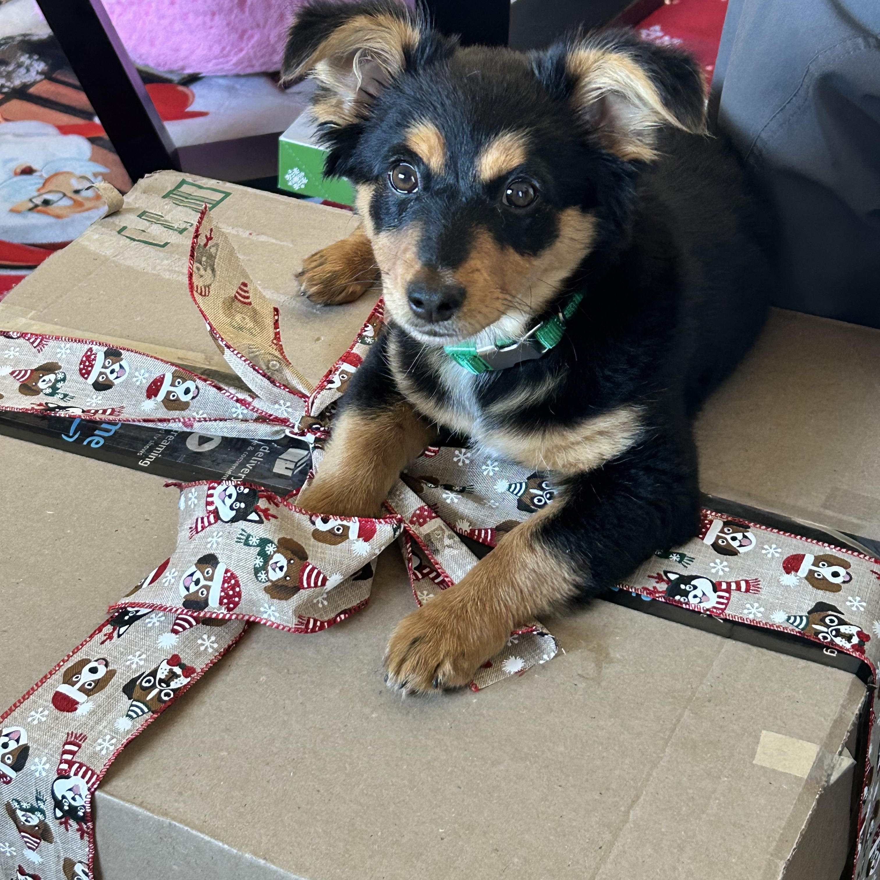 Enlarge Foxy, an adopted mixed breed in Corona Del Mar, CA image 3/4