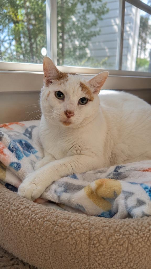 Silkie, Adoptable, Senior Male Domestic Short Hair.