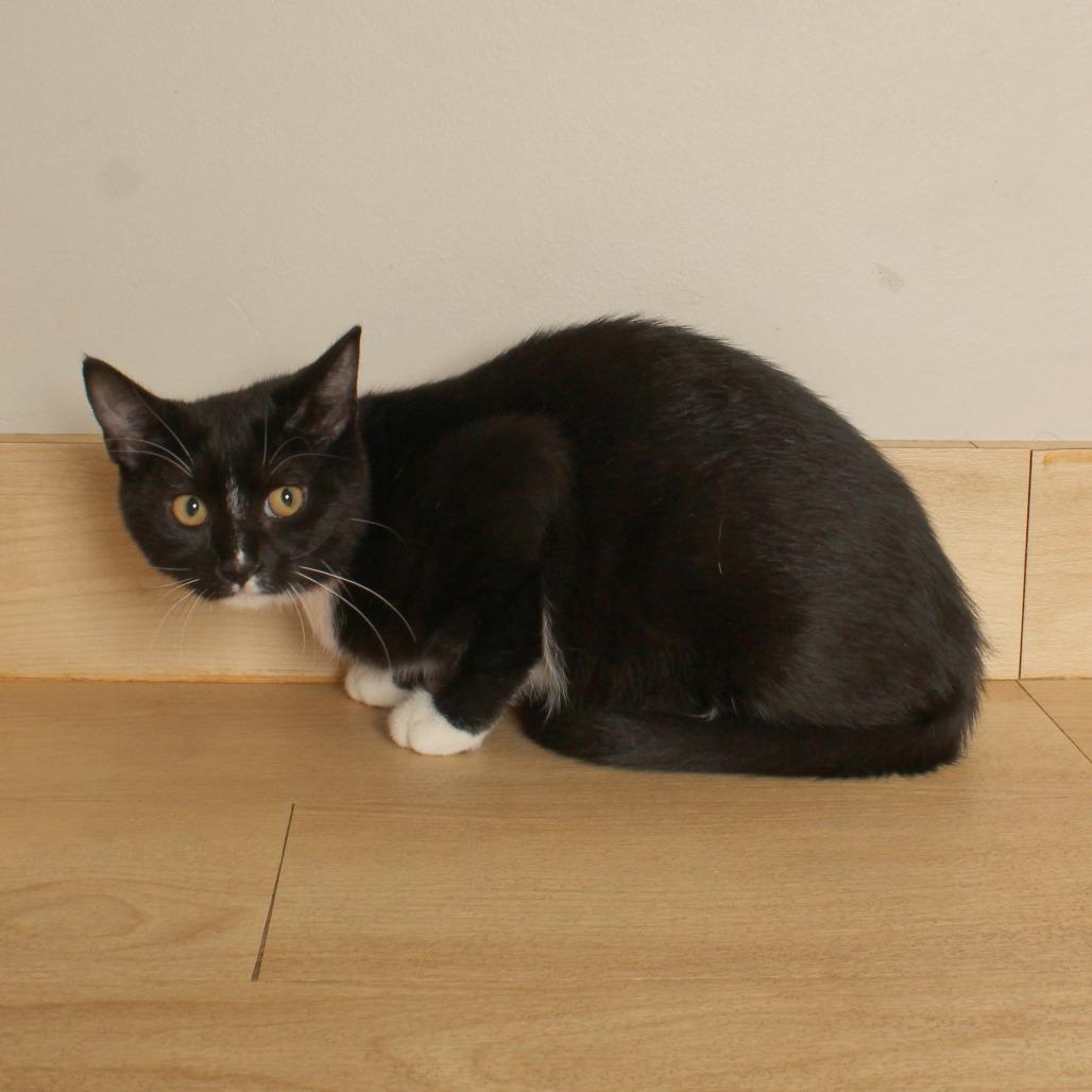 Poppy C71022, Adoptable, Kitten Female Domestic Short Hair.