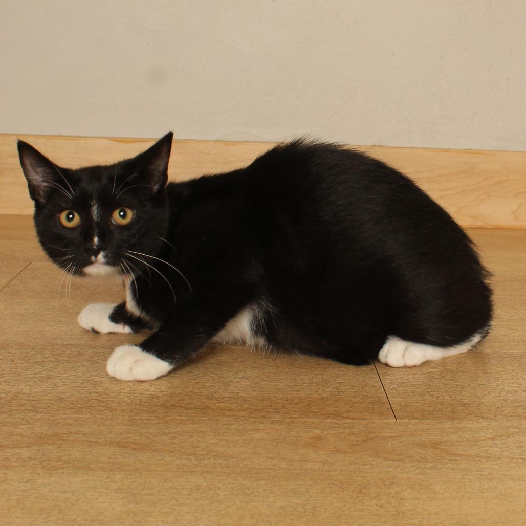 Enlarge Poppy C71022, a Adoptable Domestic Short Hair in Minnetonka, MN image 2/2