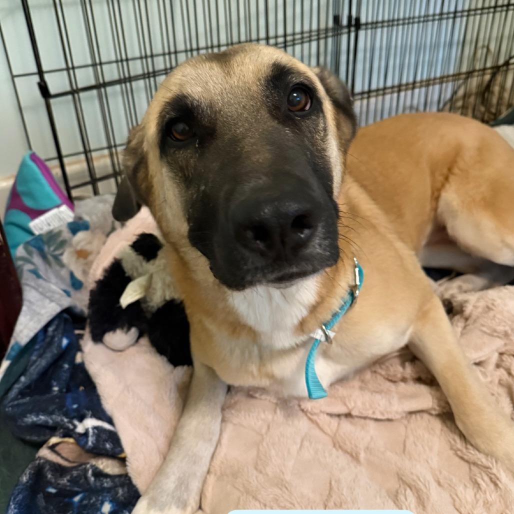 Enlarge April, a Adoptable mixed breed in Birmingham, AL image 1/4