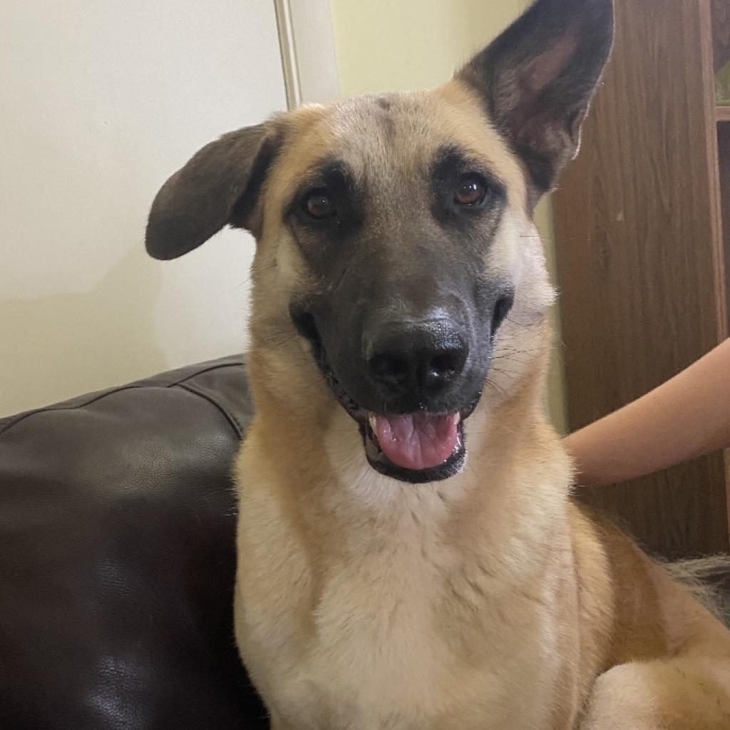 April, Adoptable, Adult Female German Shepherd Dog & Mixed Breed.