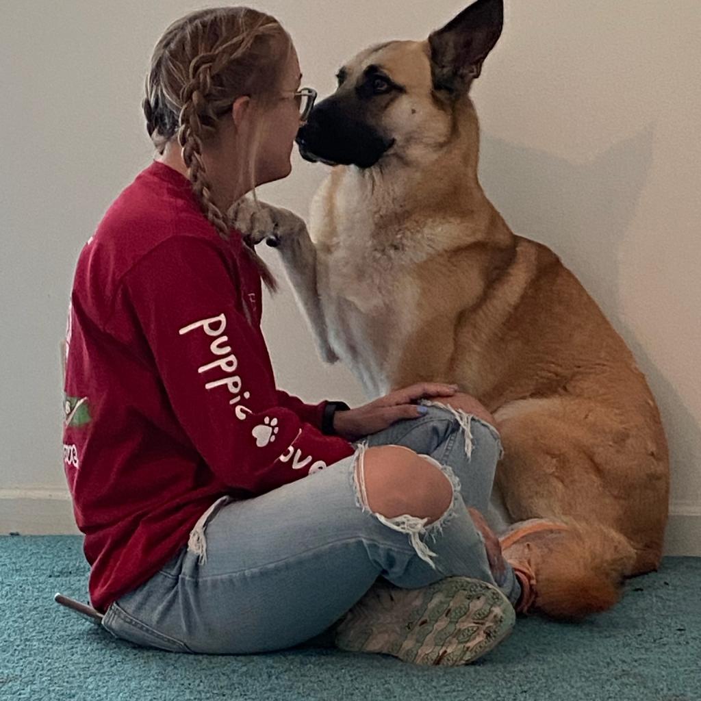 April, Adoptable, Adult Female German Shepherd Dog & Mixed Breed.