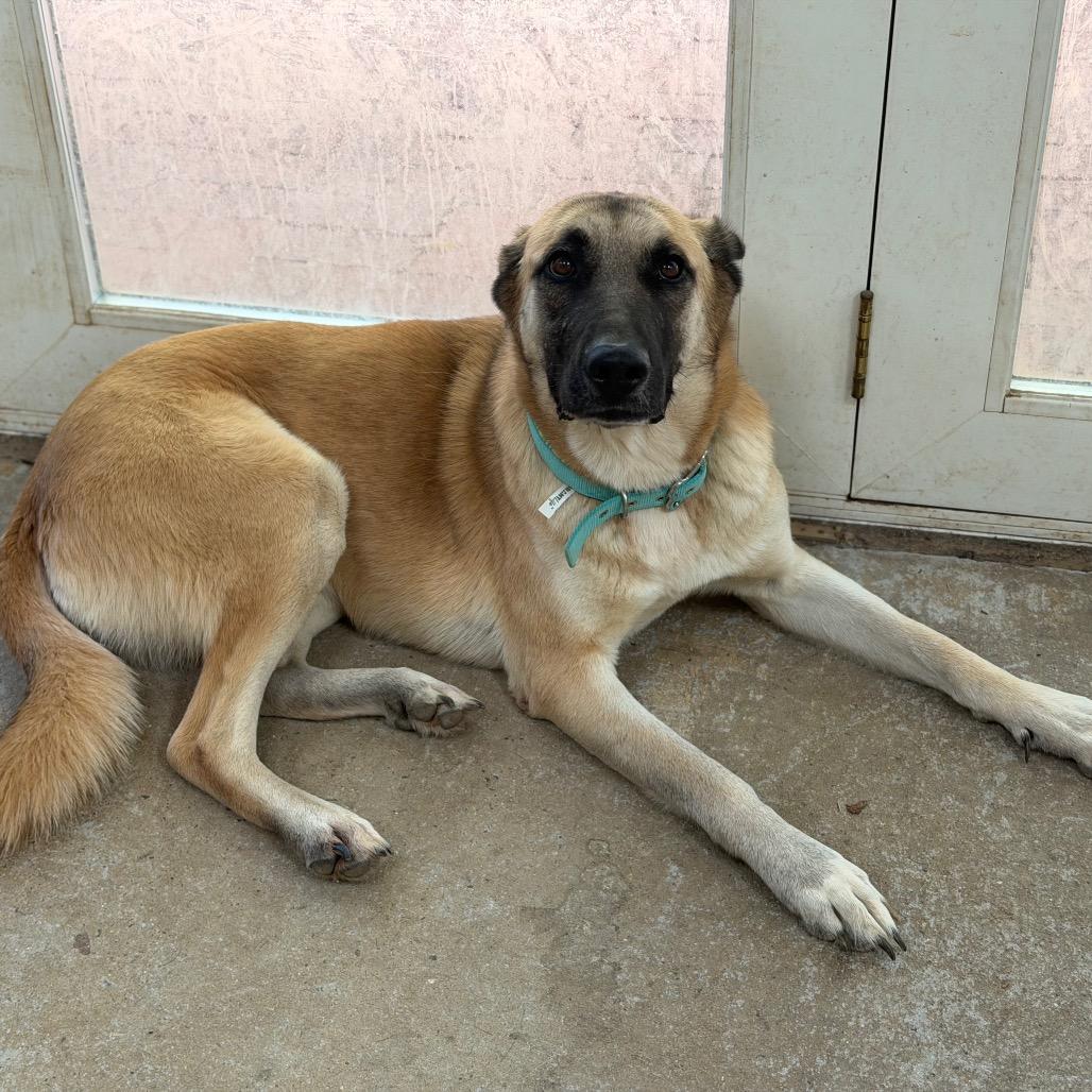 Enlarge April, a Adoptable mixed breed in Birmingham, AL image 4/4