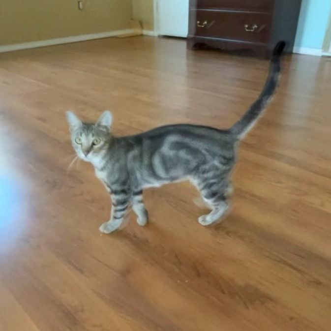 Enlarge Swissy, a Adoptable Domestic Short Hair in Springdale, AR image 1/3