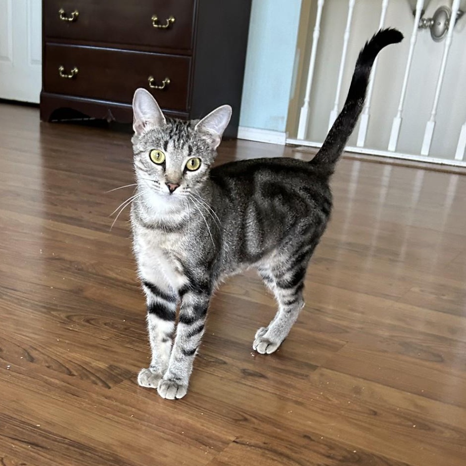 Enlarge Swissy, a Adoptable Domestic Short Hair in Springdale, AR image 2/3