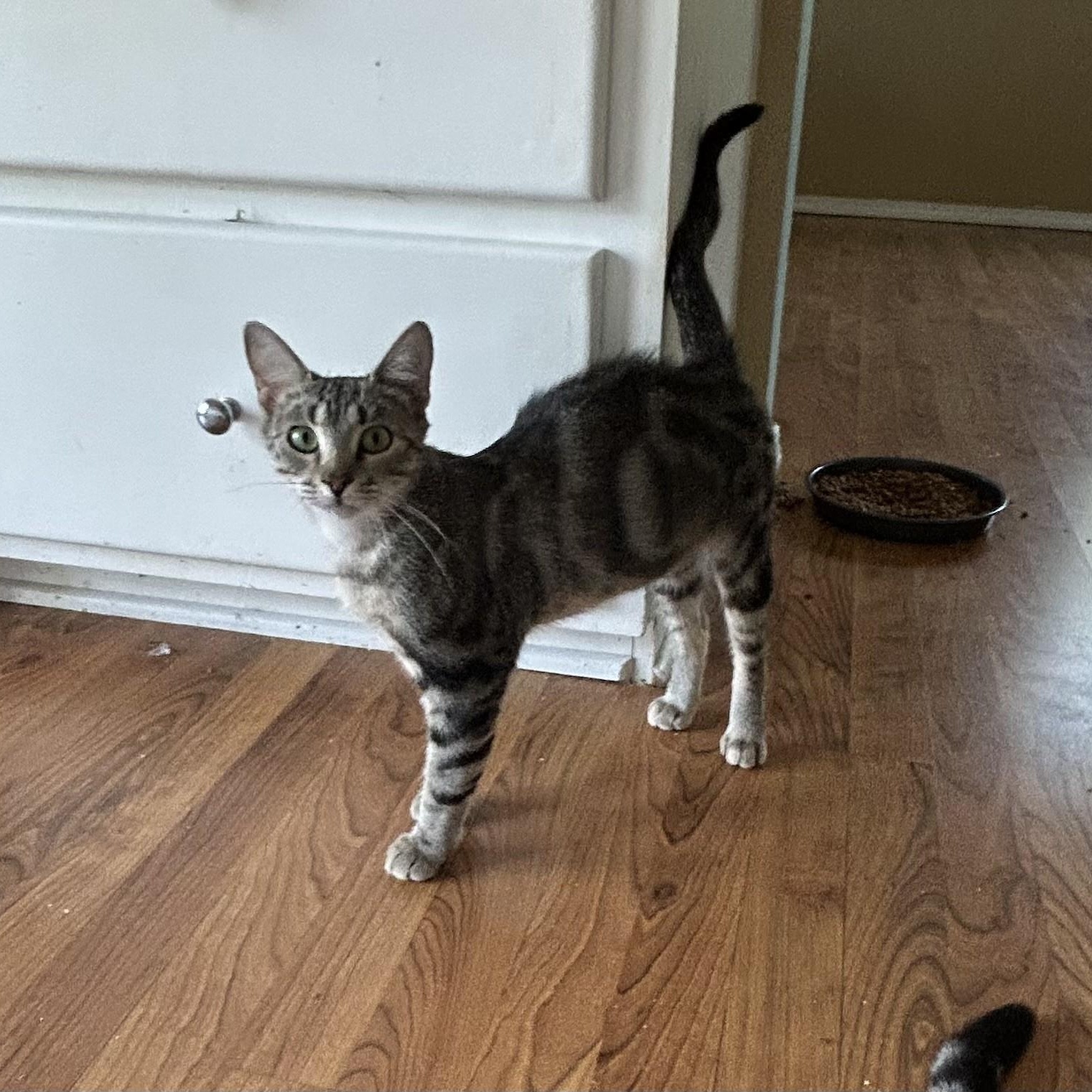 Enlarge Swissy, a Adoptable Domestic Short Hair in Springdale, AR image 3/3