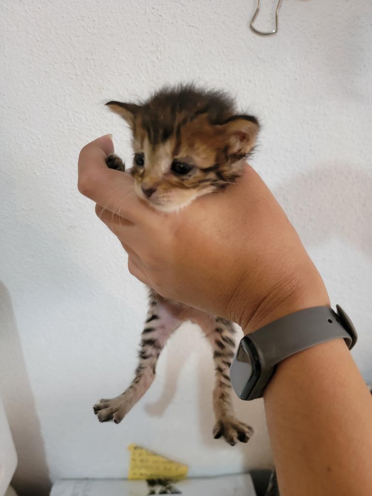 Enlarge Roger Rabbit, a Adopted American Bobtail in San Juan de Abajo, NAY image 1/2