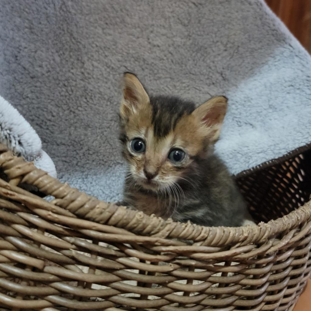 Enlarge Roger Rabbit, a Adopted American Bobtail in San Juan de Abajo, NAY image 2/2