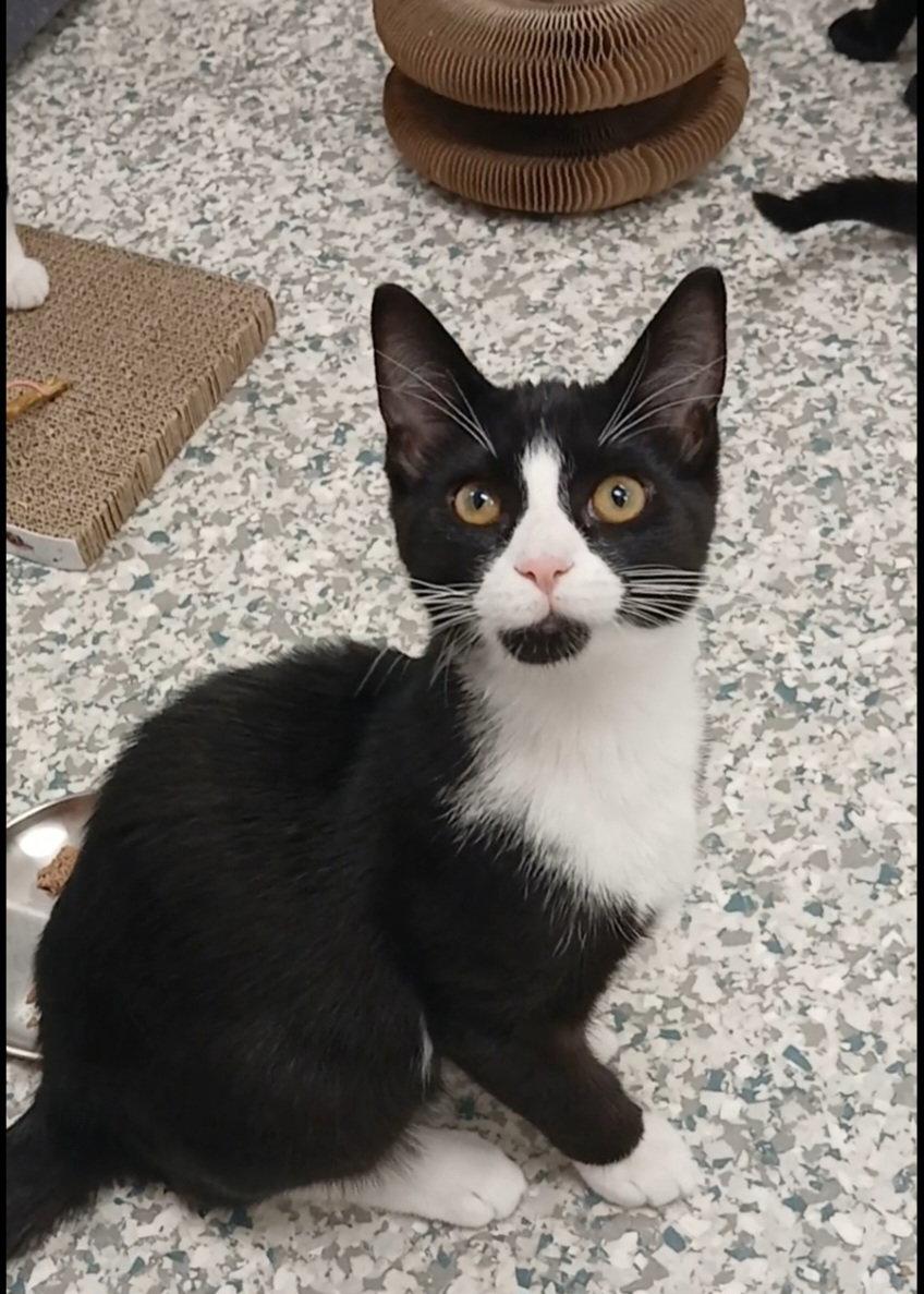 Maxim, Adoptable, Kitten Male Domestic Short Hair.