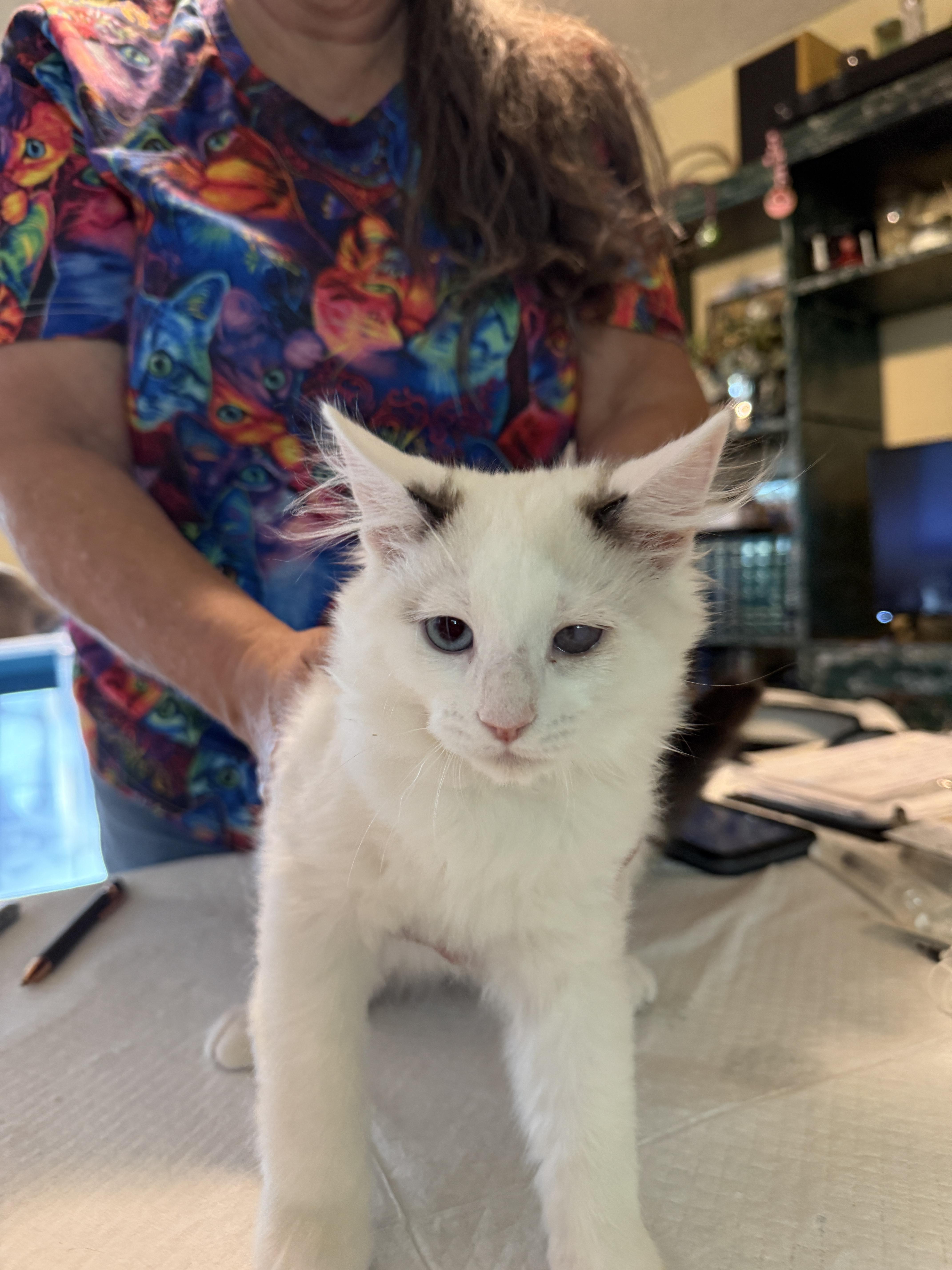 Enlarge Dottie, a Adoptable Domestic Medium Hair in Irmo, SC image 2/6