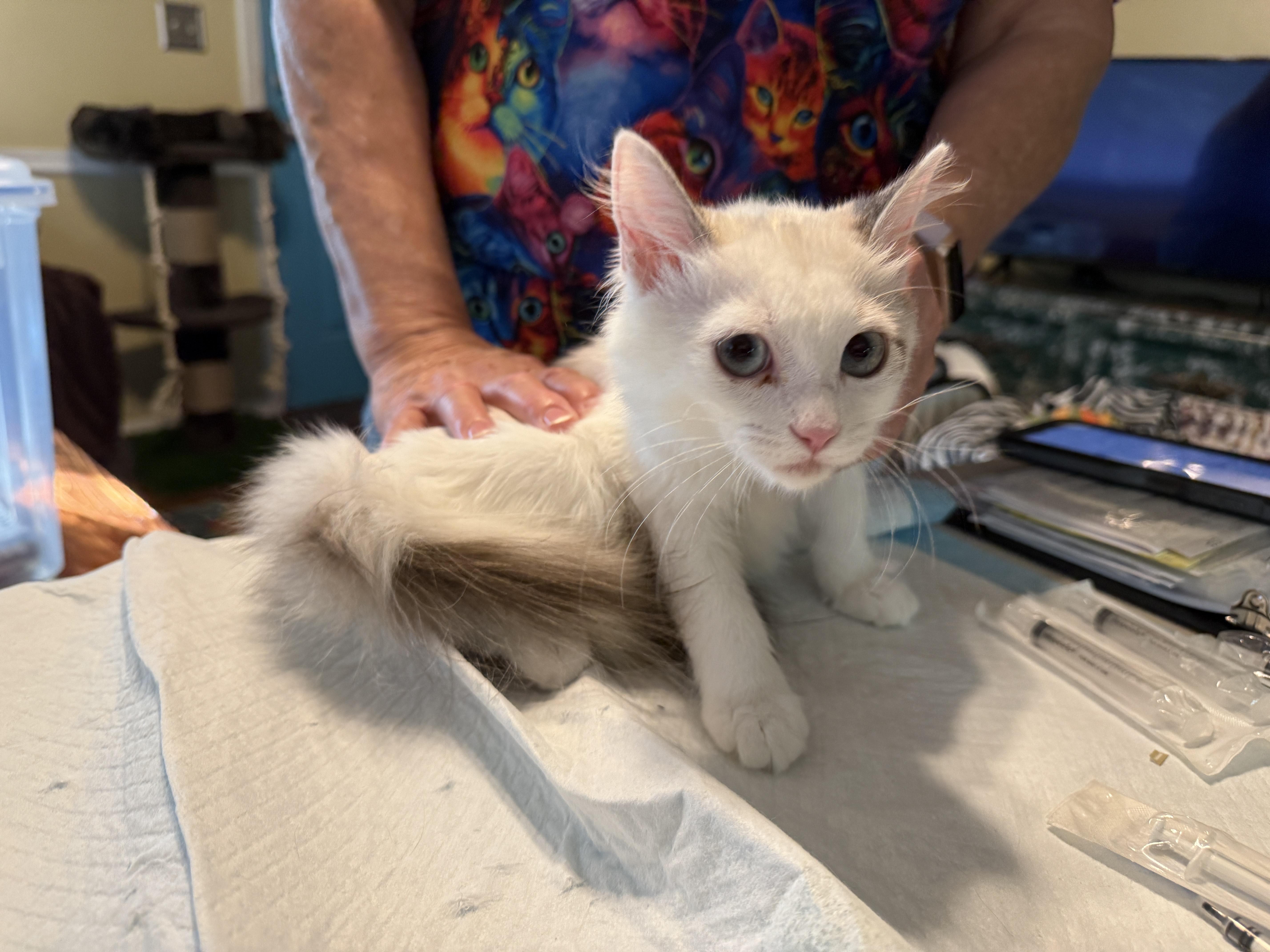 Enlarge Dottie, a Adoptable Domestic Medium Hair in Irmo, SC image 3/6