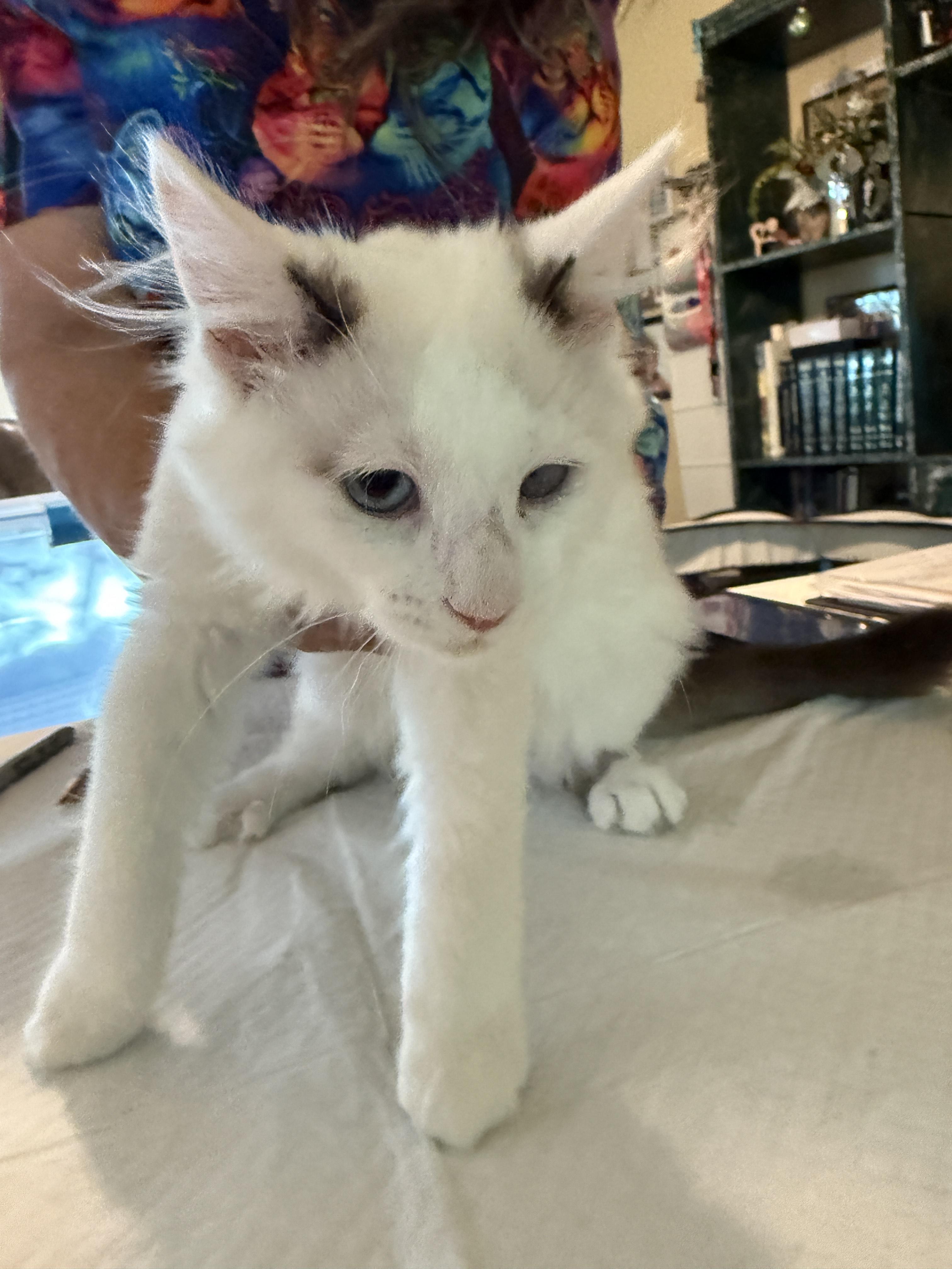 Enlarge Dottie, a Adoptable Domestic Medium Hair in Irmo, SC image 5/6