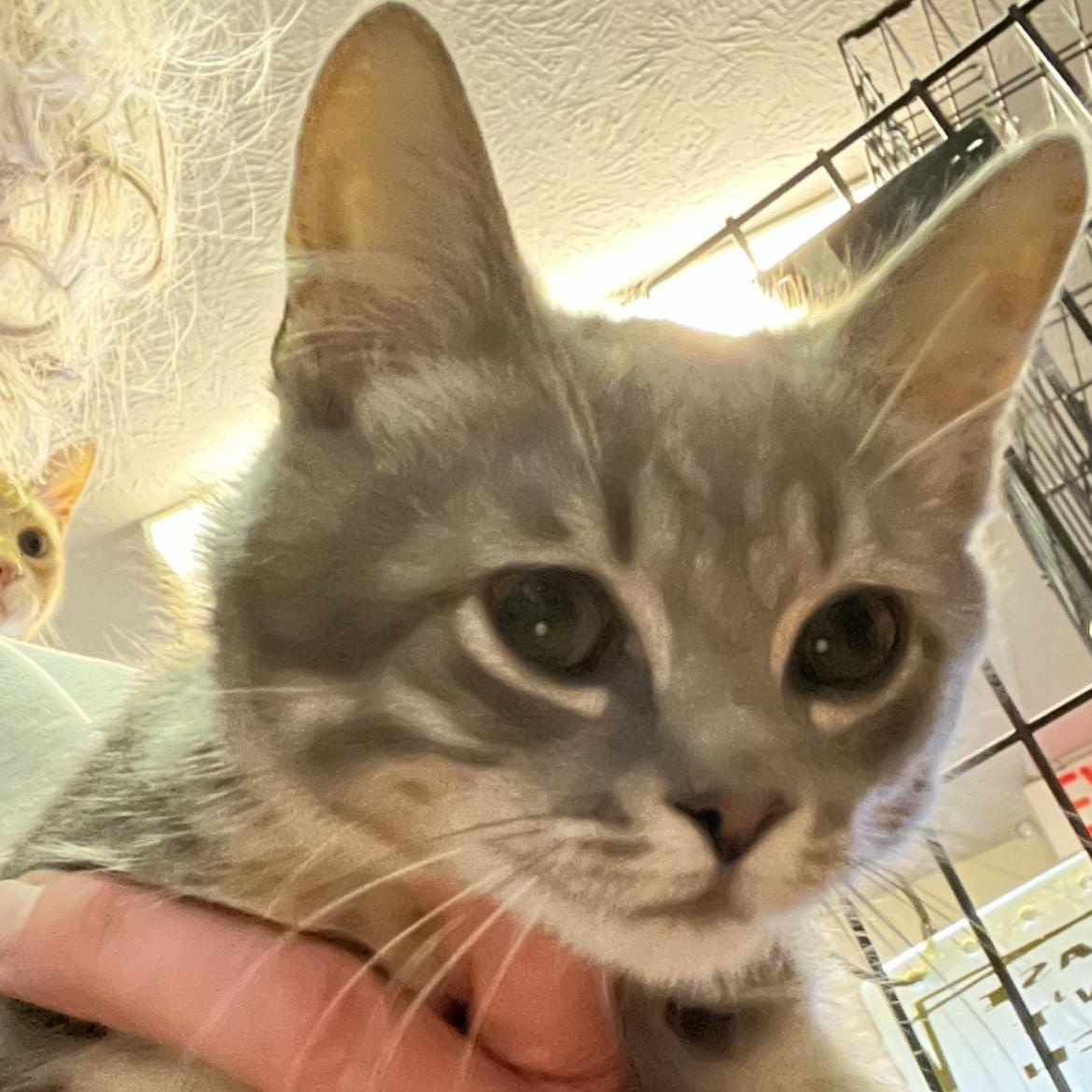 Enlarge Slate, a Adoptable Domestic Short Hair in Brockport, NY image 1/2