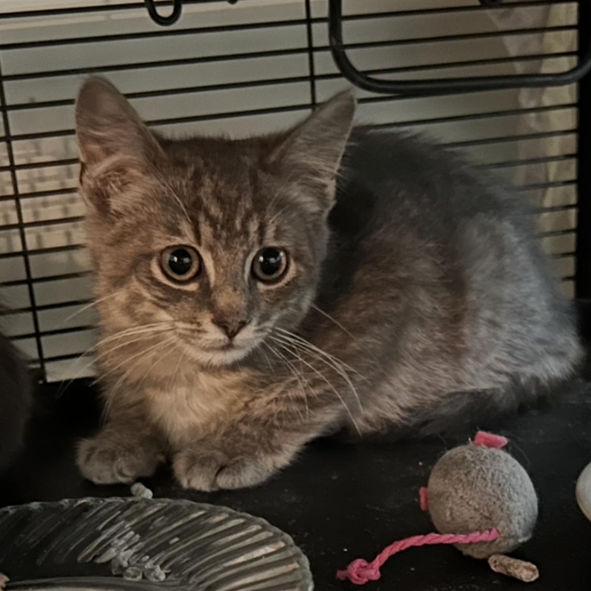 Enlarge Slate, a Adoptable Domestic Short Hair in Brockport, NY image 2/2