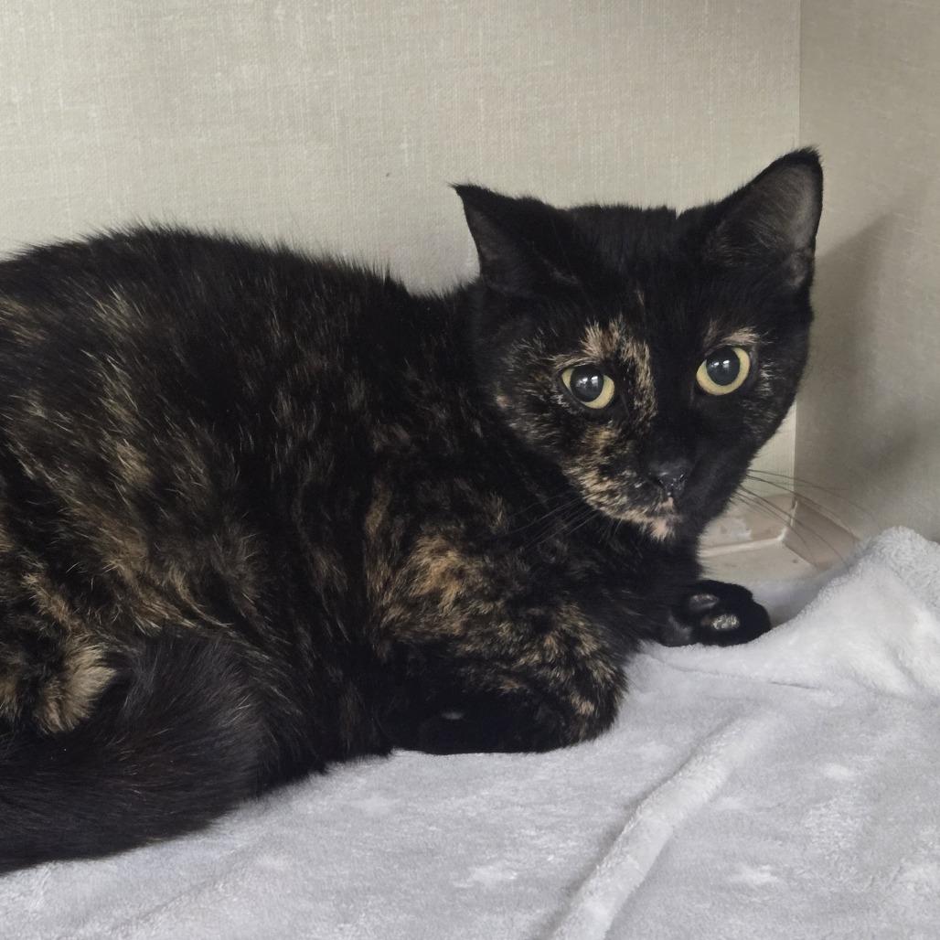 Abby 26-083, Adoptable, Young Female Domestic Short Hair.