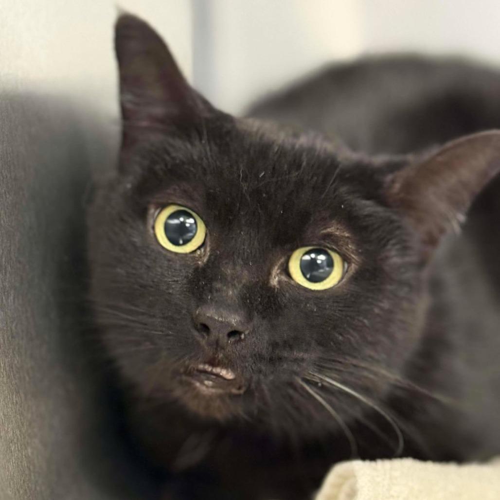 Venus, Adoptable, Adult Female Domestic Short Hair.