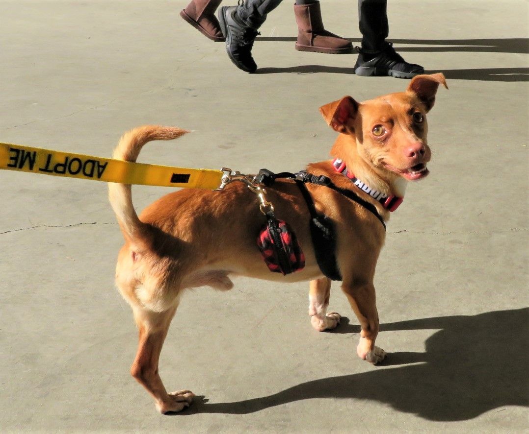 Trio, Adoptable, Adult Male Dachshund & Chihuahua.