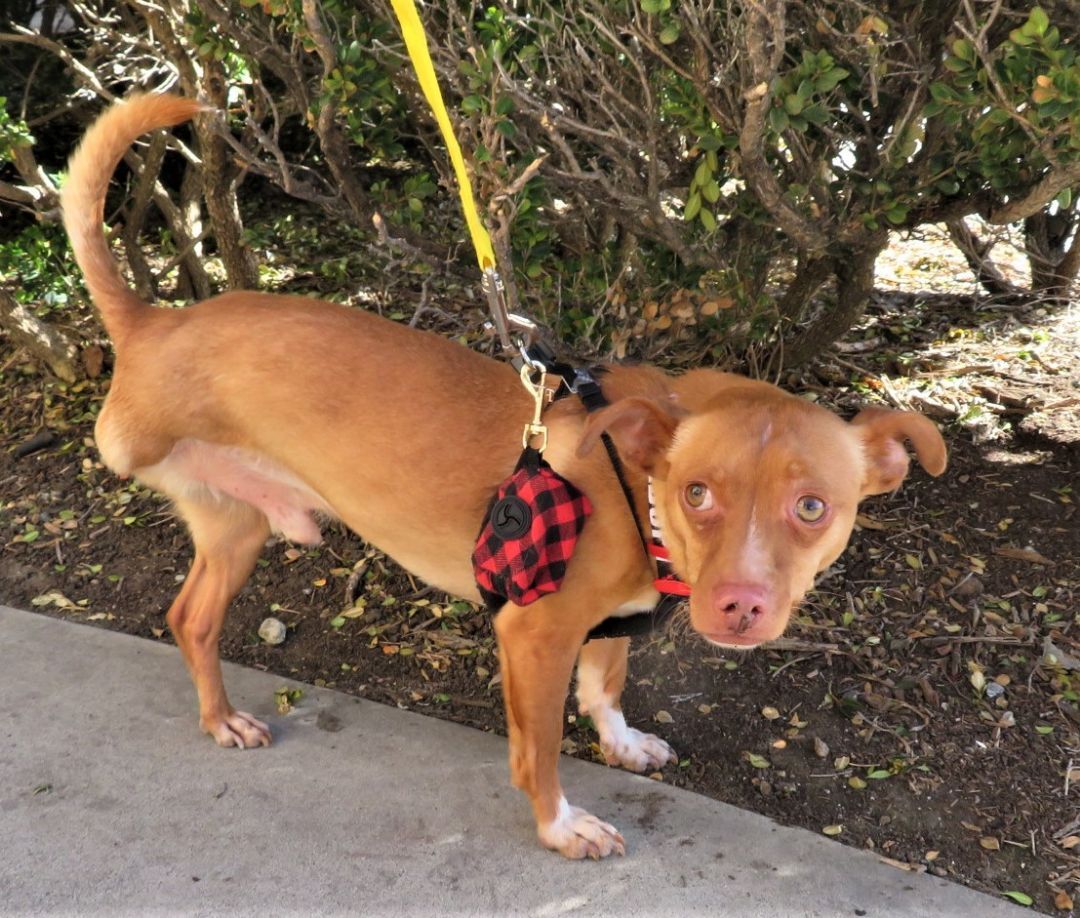 Enlarge Trio, a Adoptable mixed breed in Rancho Palos Verdes, CA image 2/4