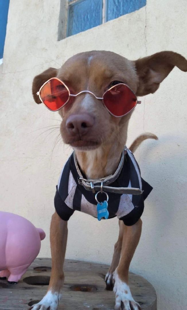 Enlarge Trio, a Adoptable mixed breed in Rancho Palos Verdes, CA image 3/4