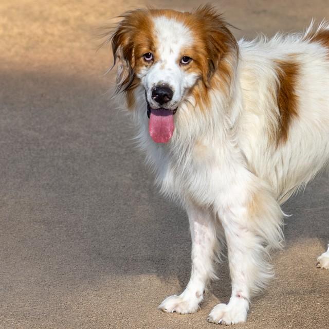GANGES SHARK, Adoptable, Young Male Great Pyrenees & Mixed Breed.