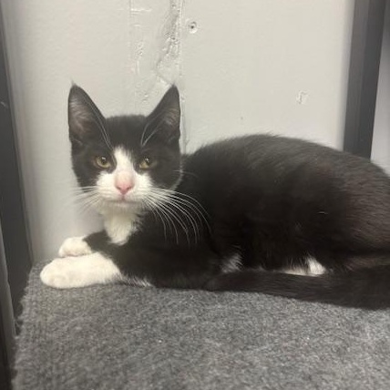 Freddy, adopted, Young Male Domestic Short Hair.
