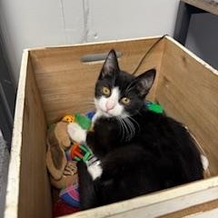 Enlarge Freddy, an adopted Domestic Short Hair in Fairfield, CT image 2/2