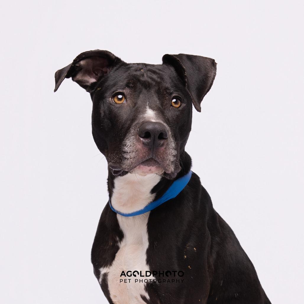 Bentley, Adoptable, Adult Male Terrier & Terrier.