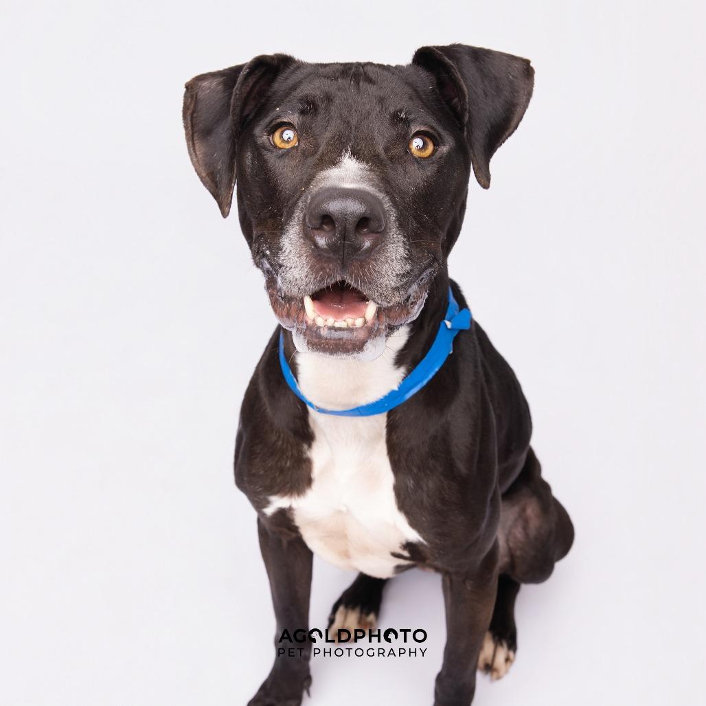 Enlarge Bentley, a Adoptable mixed breed in Tampa, FL image 2/6