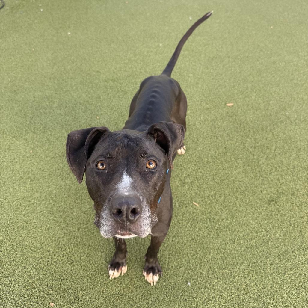 Enlarge Bentley, a Adoptable mixed breed in Tampa, FL image 2/6