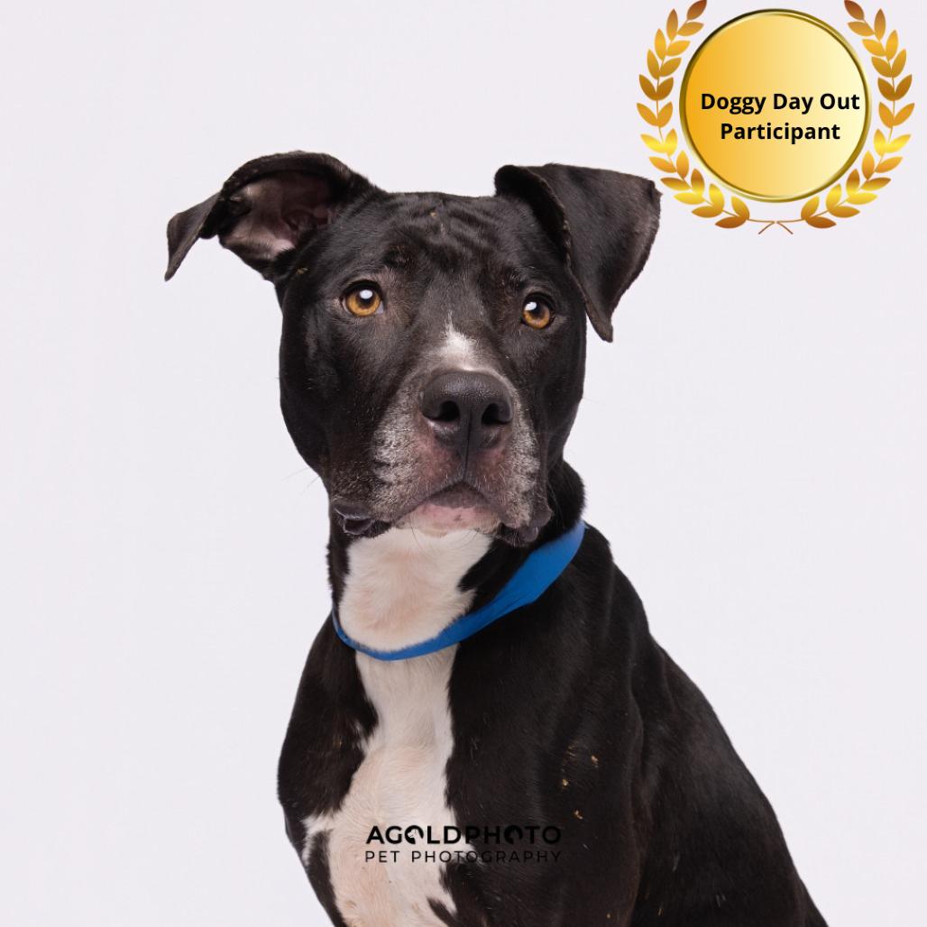 Enlarge Bentley, a Adoptable mixed breed in Tampa, FL image 2/3