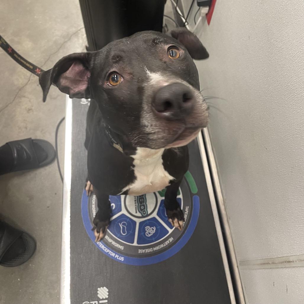 Enlarge Bentley, a Adoptable mixed breed in Tampa, FL image 2/2