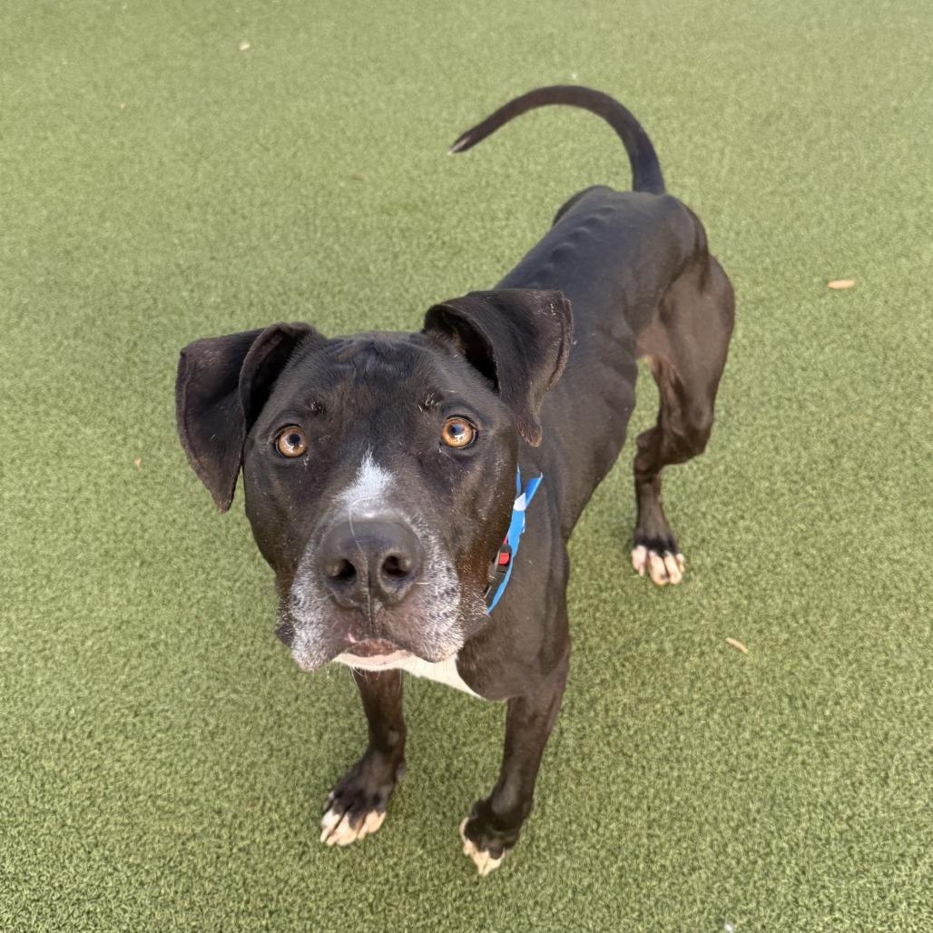 Enlarge Bentley, a Adoptable mixed breed in Tampa, FL image 6/6