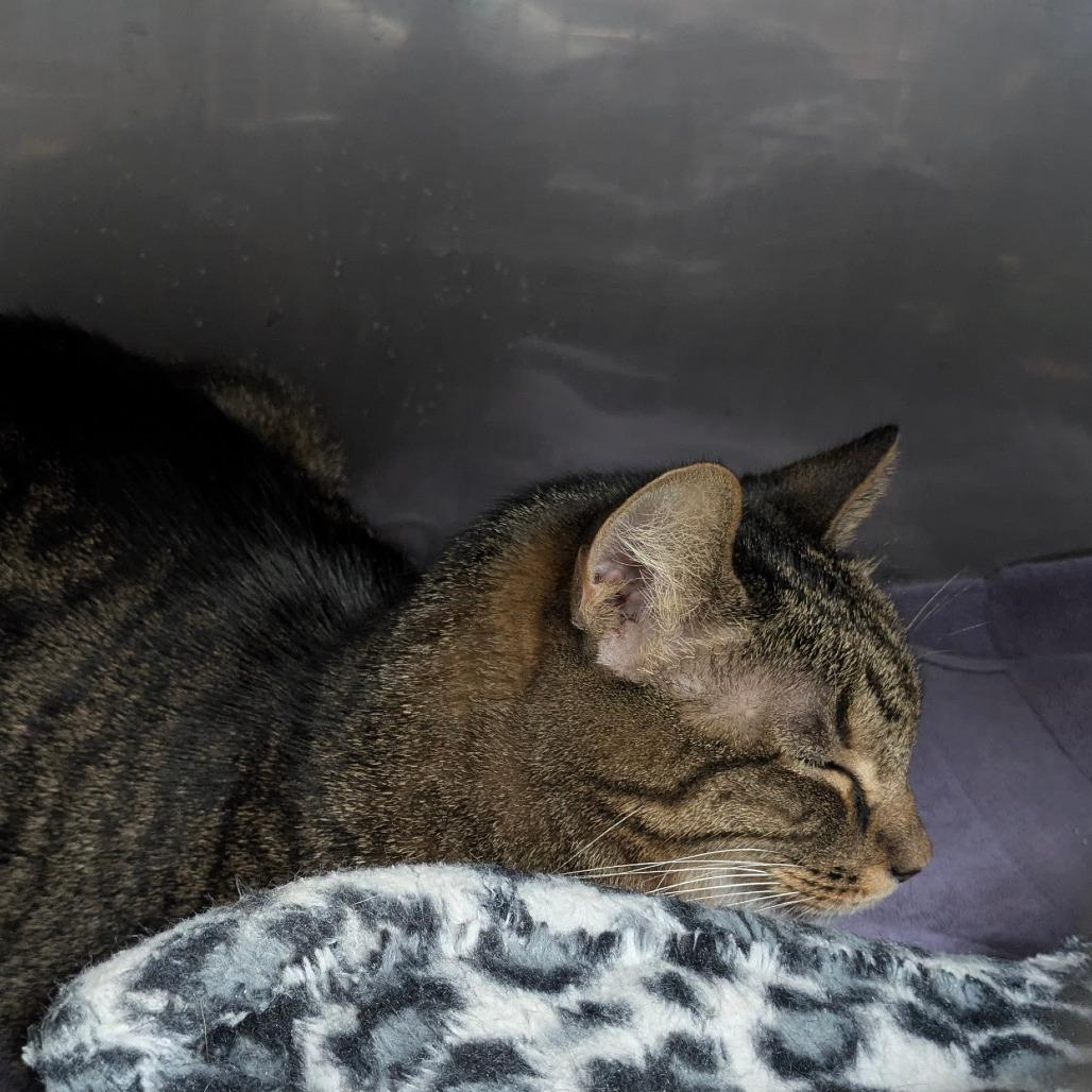 Enlarge Bodhi, a Adoptable Domestic Short Hair in Jupiter, FL image 1/5