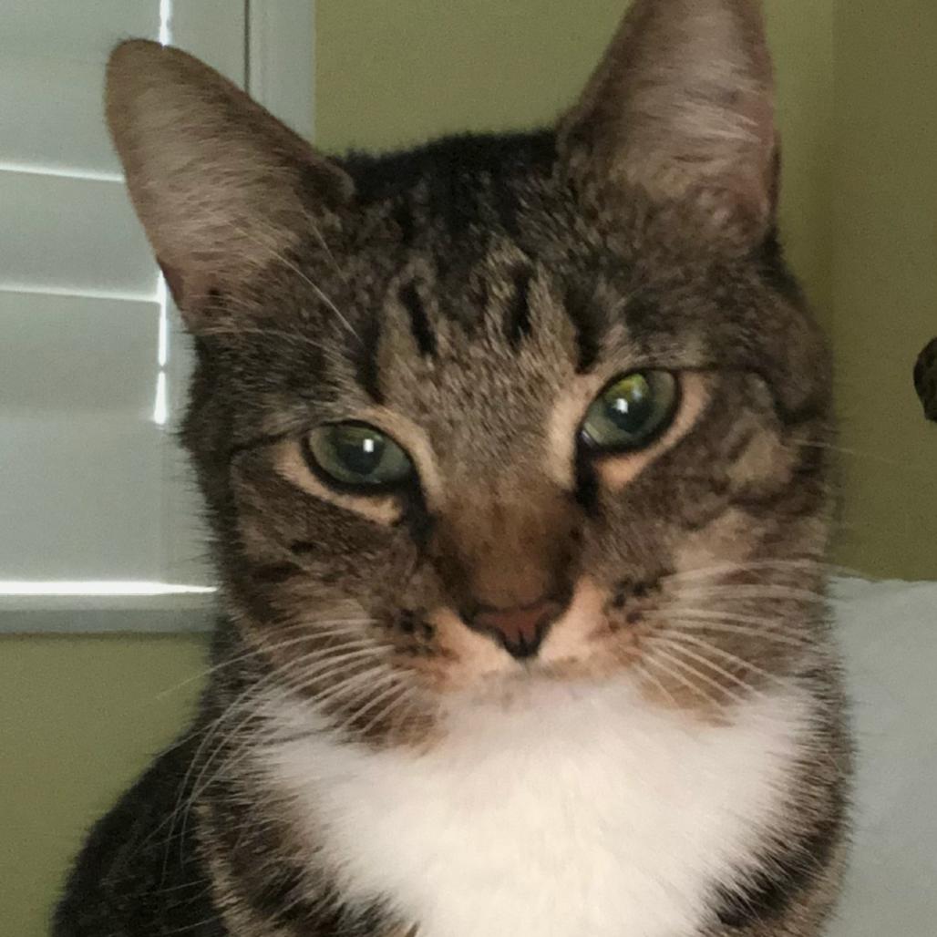 Enlarge Bodhi, a Adoptable Domestic Short Hair in Jupiter, FL image 2/5