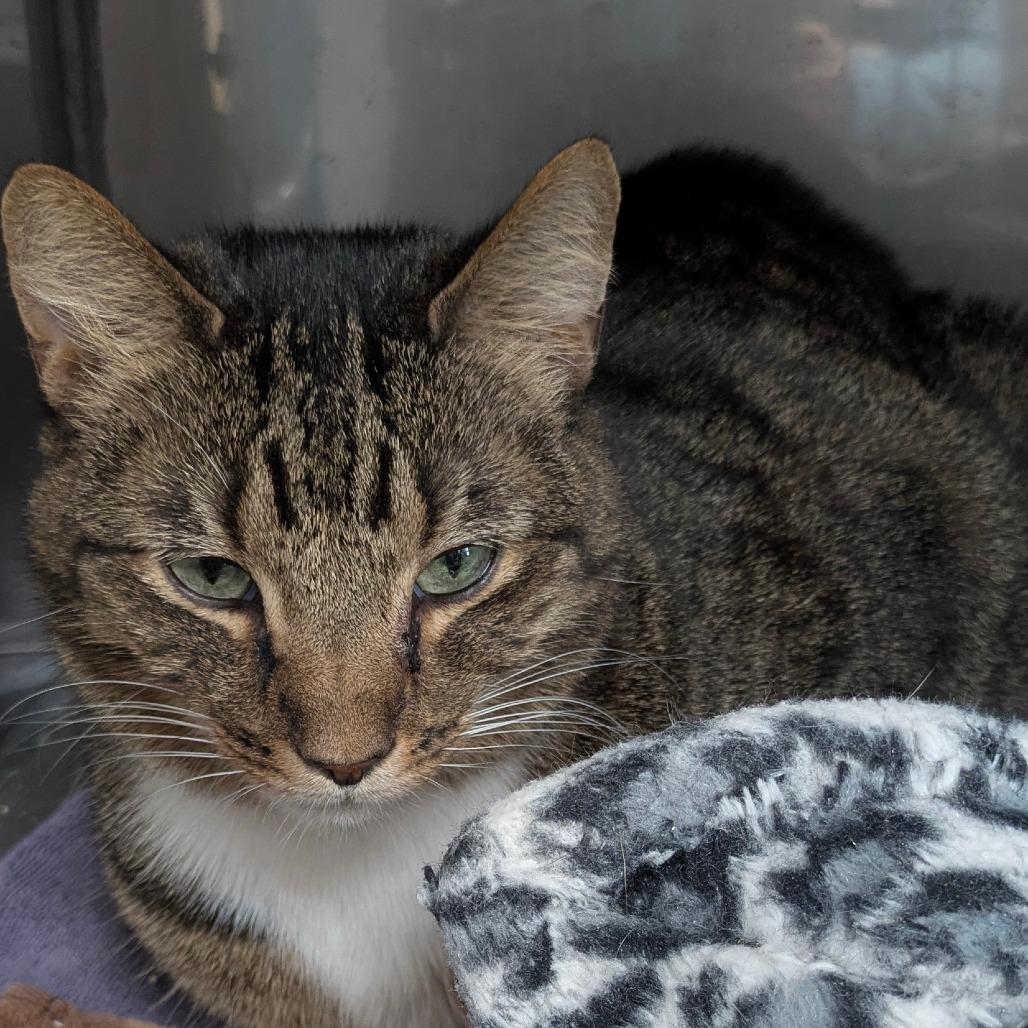 Enlarge Bodhi, a Adoptable Domestic Short Hair in Jupiter, FL image 3/5