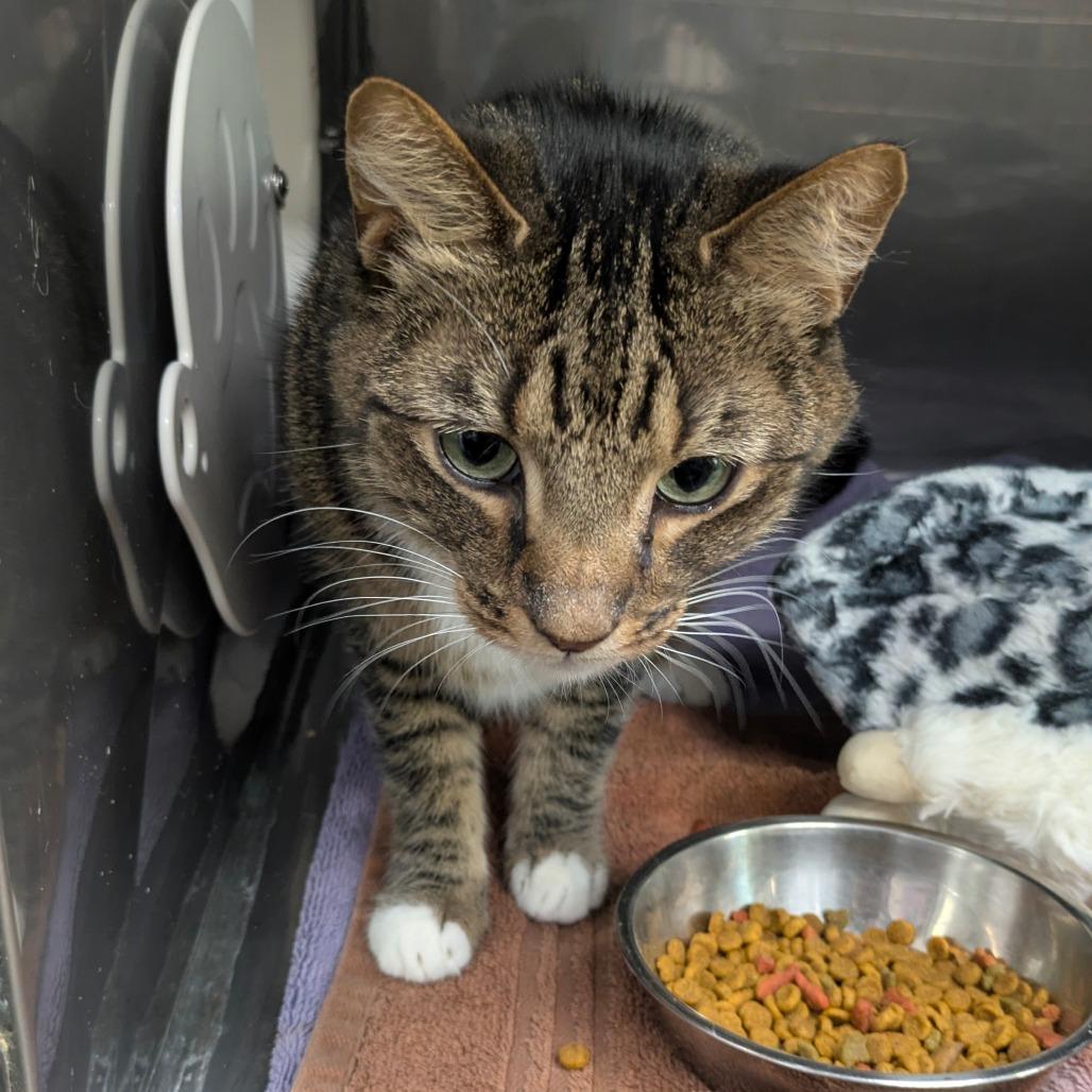 Enlarge Bodhi, a Adoptable Domestic Short Hair in Jupiter, FL image 4/5