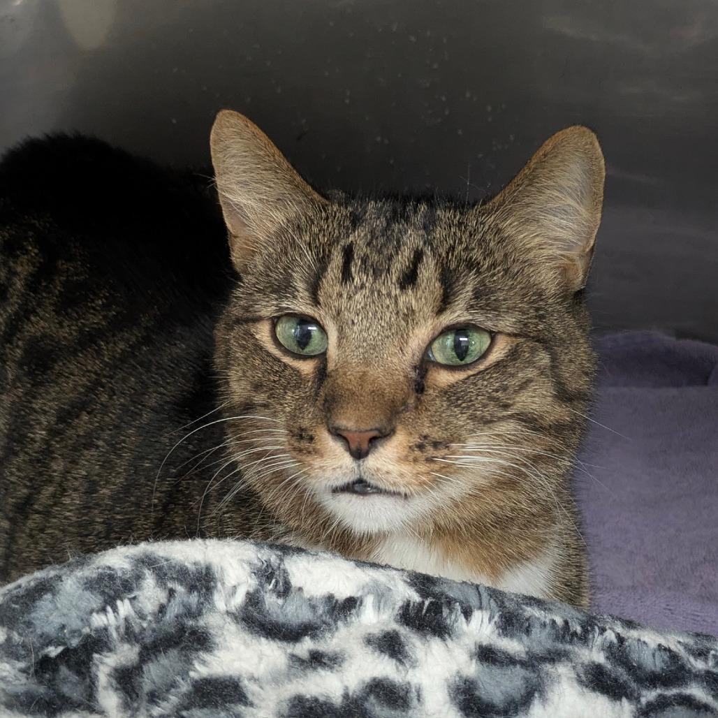 Enlarge Bodhi, a Adoptable Domestic Short Hair in Jupiter, FL image 5/5