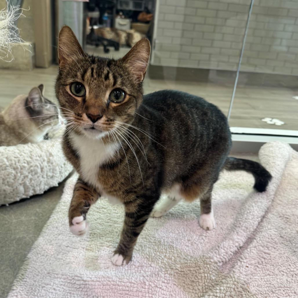 Bodhi, a Adoptable Domestic Short Hair in Jupiter, FL image 6/6