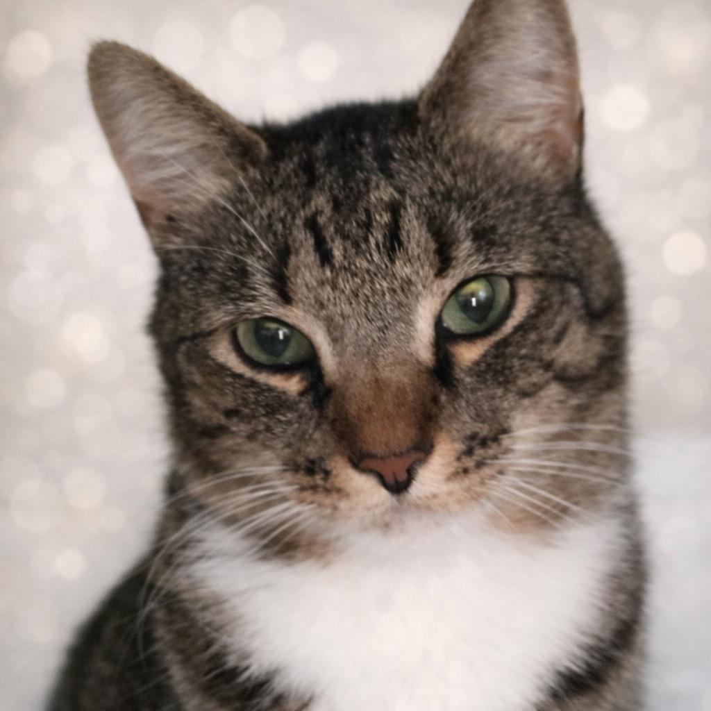 Enlarge Bodhi, a Adoptable Domestic Short Hair in Jupiter, FL image 6/6
