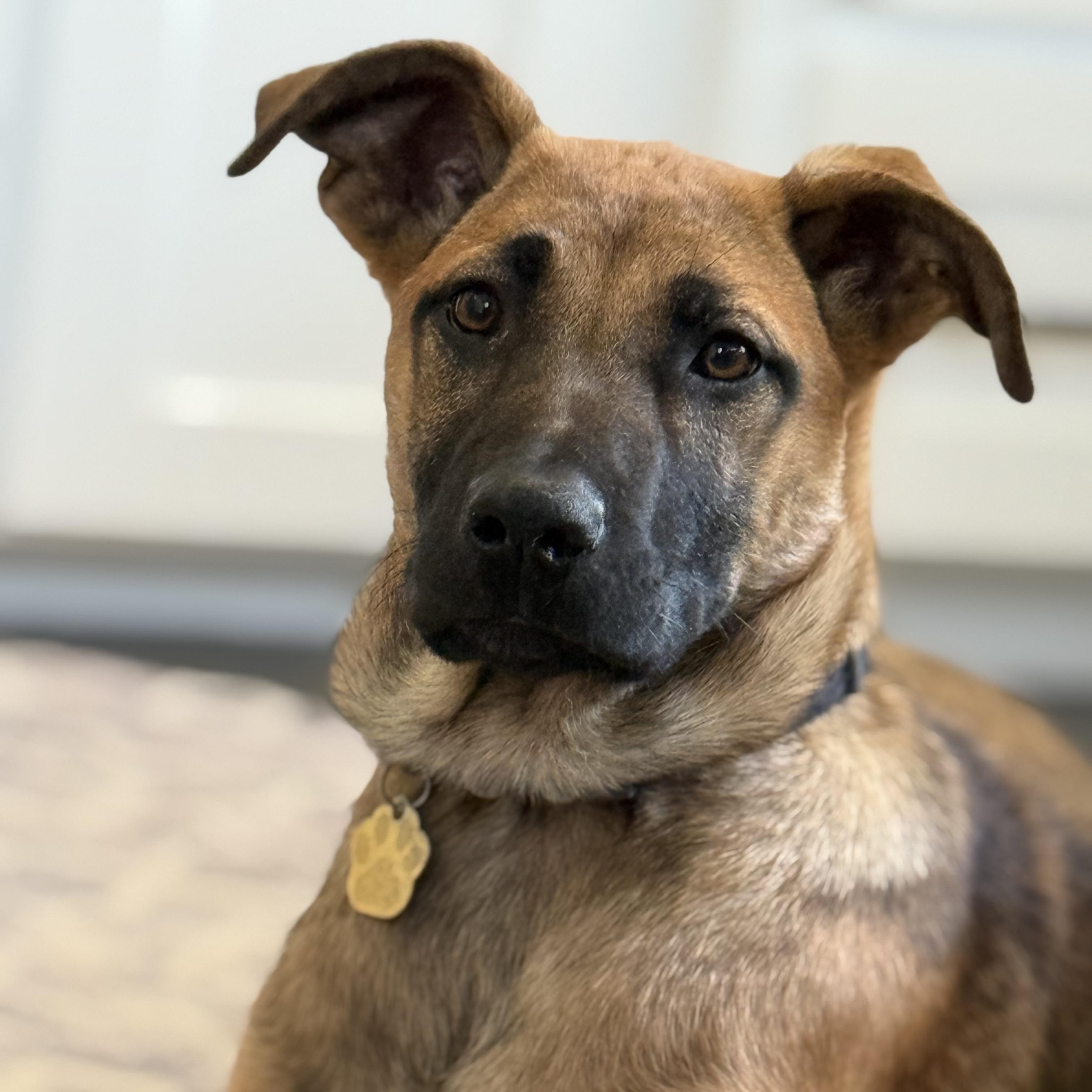 Bella, Adoptable, Puppy Female German Shepherd Dog & Mastiff.