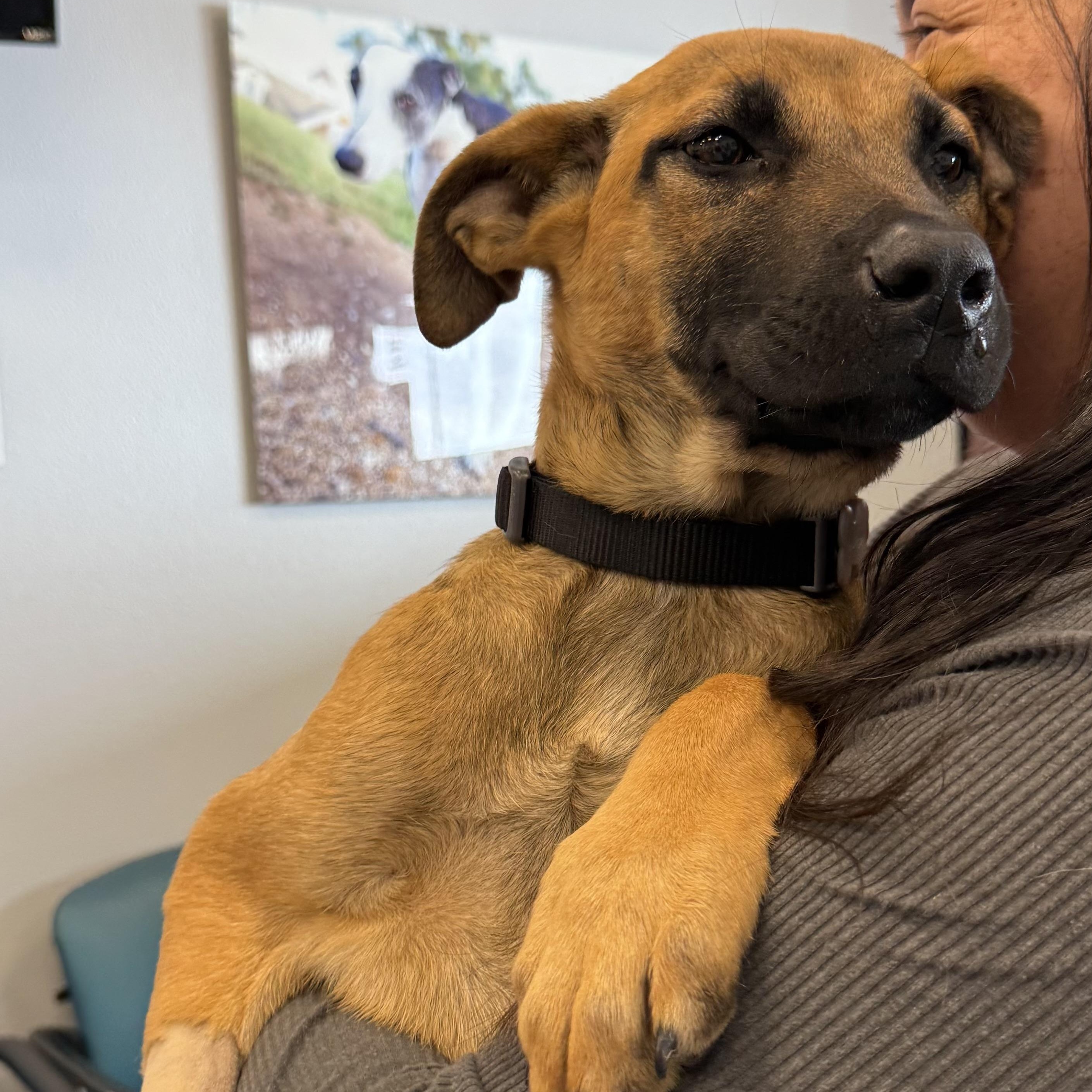 Bella, a Adoptable mixed breed in Santa Maria, CA image 3/4