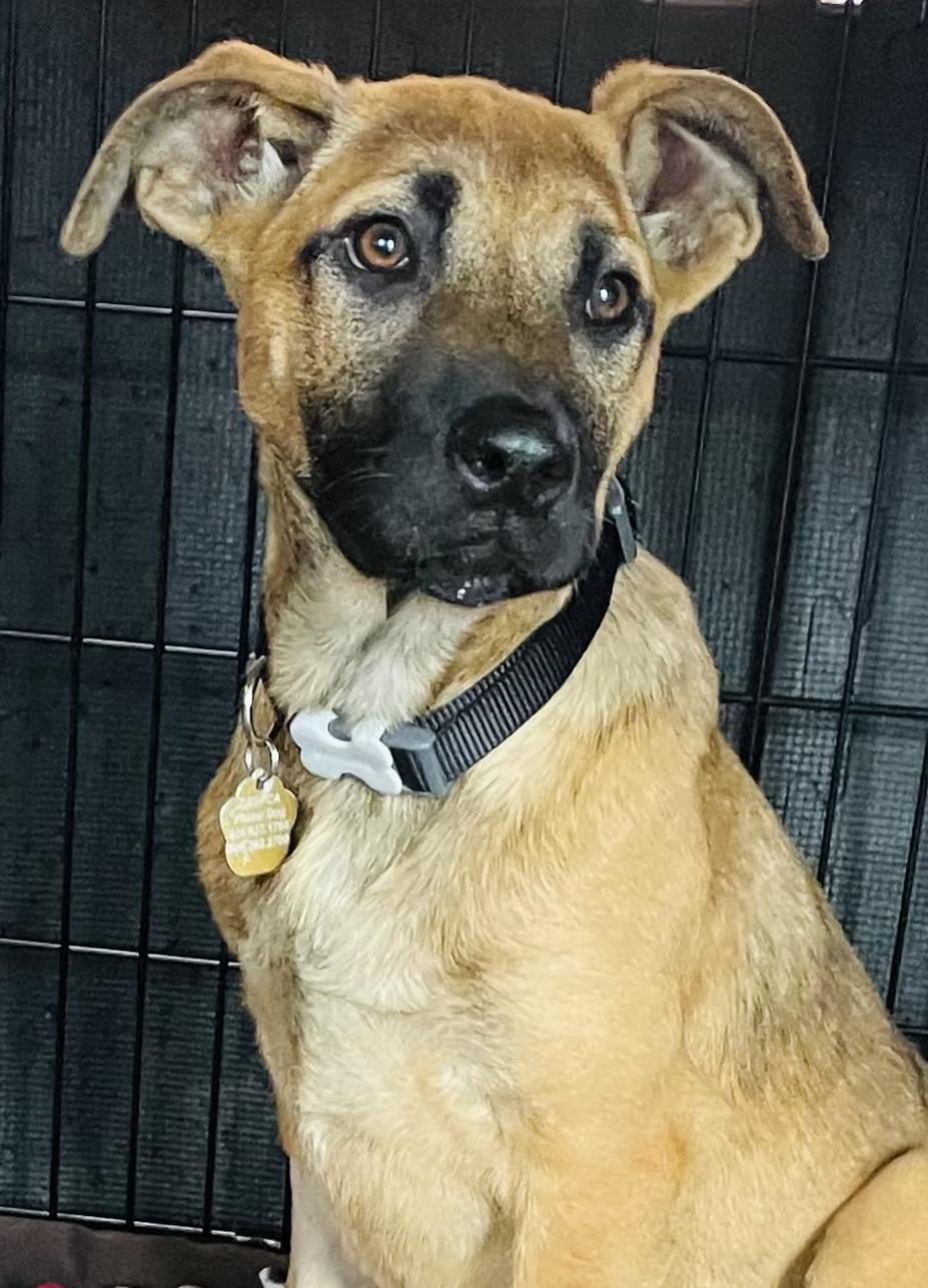 Bella, a Adoptable mixed breed in Santa Maria, CA image 4/4