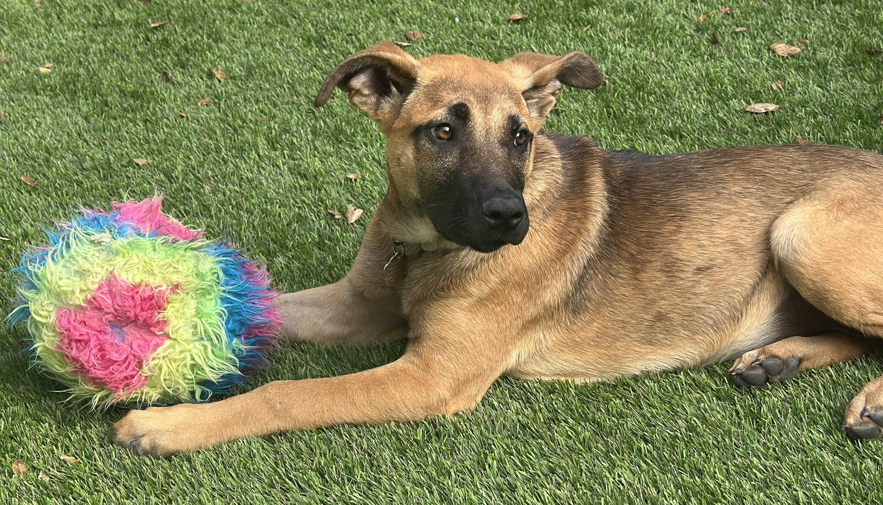 Bella, a Adoptable mixed breed in Santa Maria, CA image 2/4
