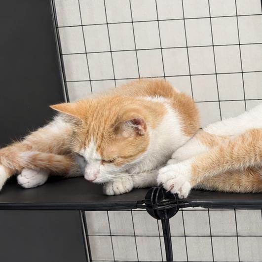 Marigold, Adoptable, Young Female Domestic Short Hair.