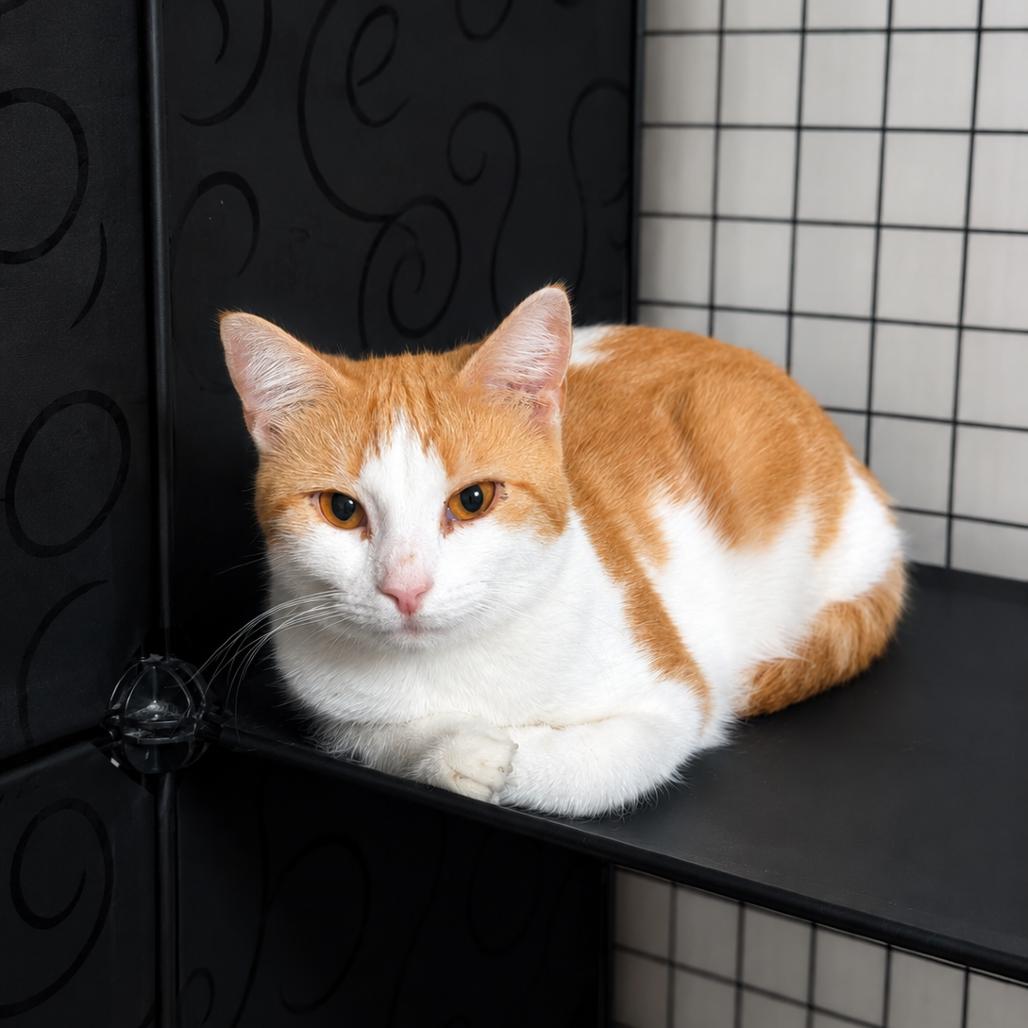 Enlarge Marigold, a Adoptable Domestic Short Hair in Medford, NJ image 2/2